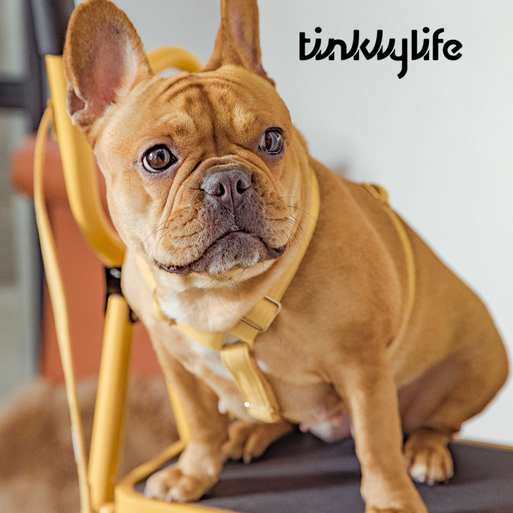 Tinklylife Dog MACARON Harness - Yellow