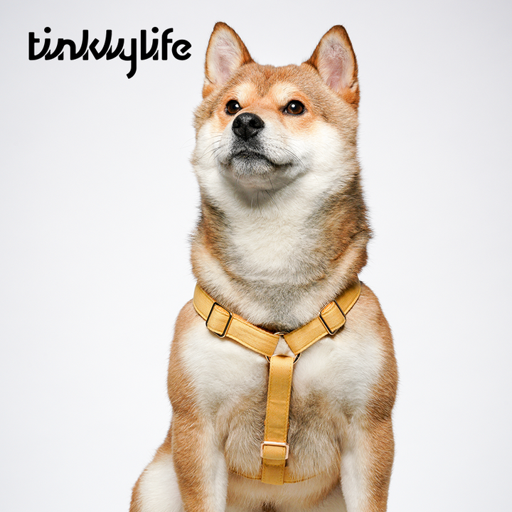 Tinklylife Dog MACARON Harness - Yellow