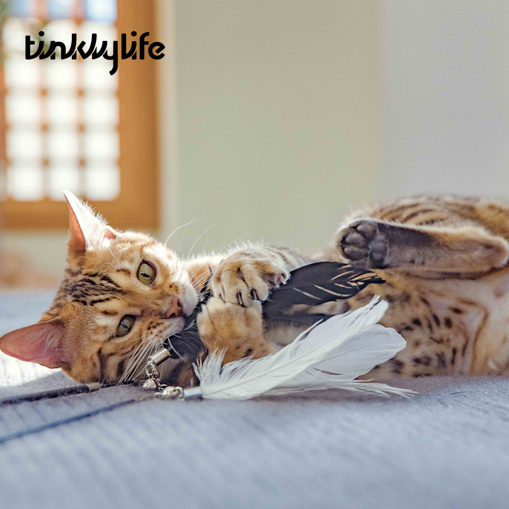 Tinklylife Cat LOVERS Teaser