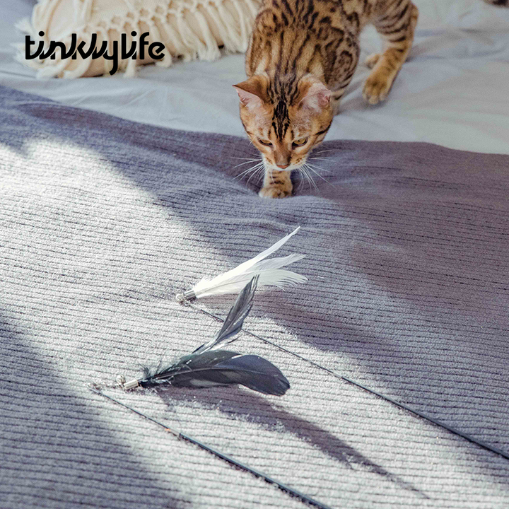 Tinklylife Cat LOVERS Teaser