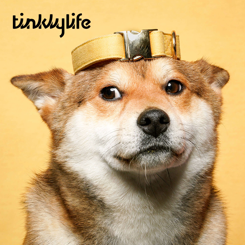 Tinklylife Dog MACARON Collar + Leash Set - Yellow