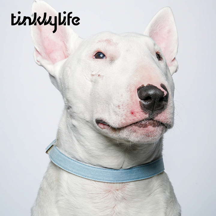 Tinklylife Dog MACARON Collar + Leash Set - Blue