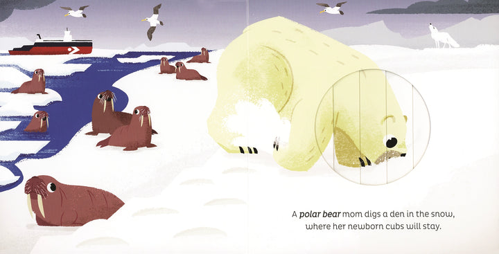 >Usborne Animal Magic: in the Snow