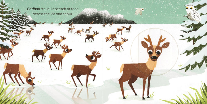 >Usborne Animal Magic: in the Snow