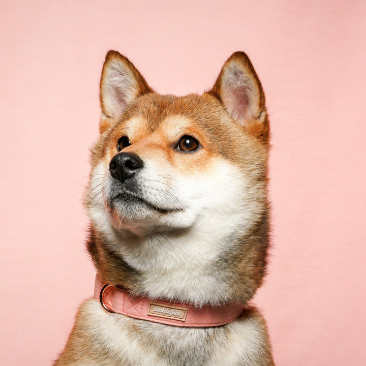 Tinklylife Dog MACARON Collar + Leash Set - Pink