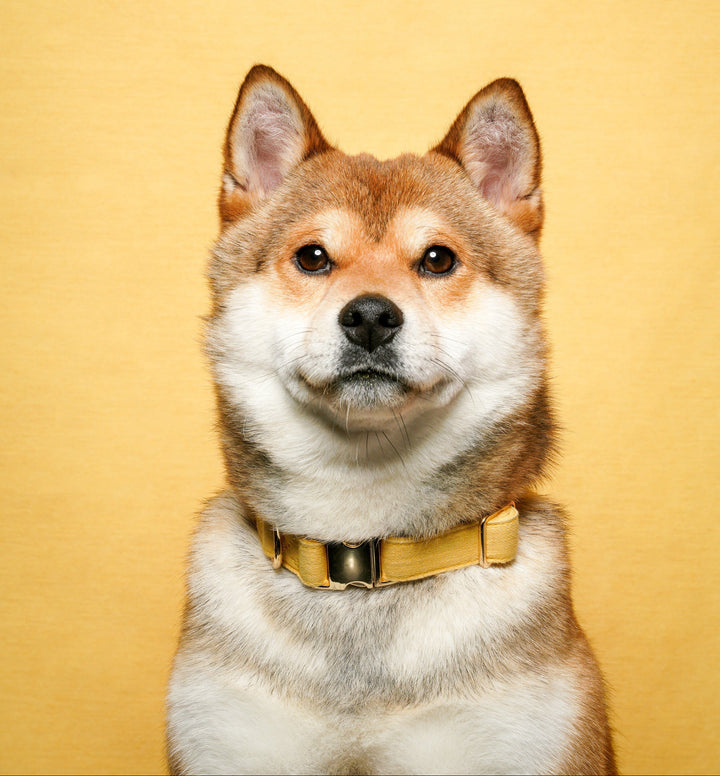 Tinklylife Dog MACARON Collar + Leash Set - Yellow