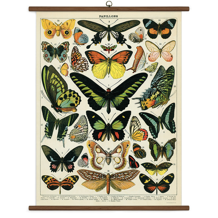 >Cavallini Vintage School Chart - Butterflies - 28" x 40" (70 cm x 100 cm)