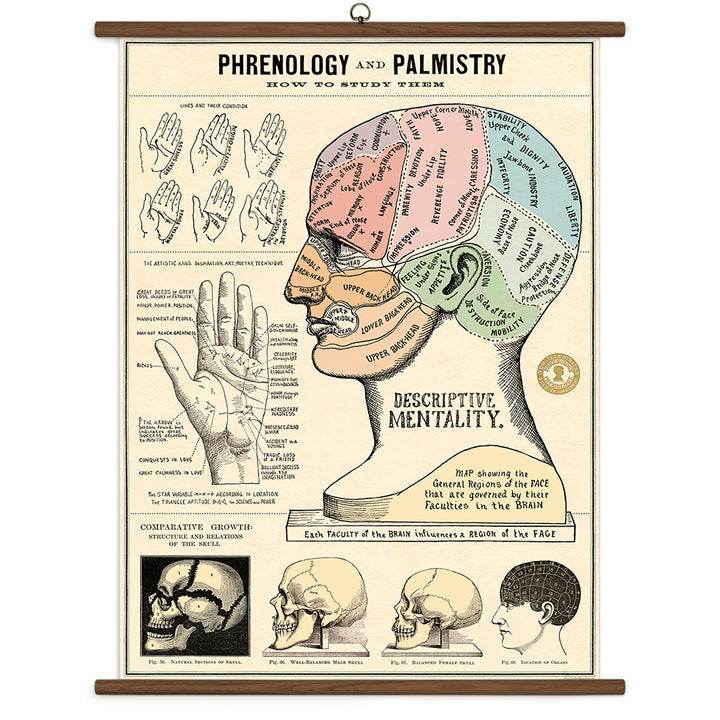 >Cavallini Vintage School Chart - Phrenology & Palmistry - 28" x 40" (70 cm x 100 cm)