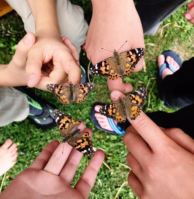 >Insect Lore Life Science & STEM Education – Butterfly Garden Kit