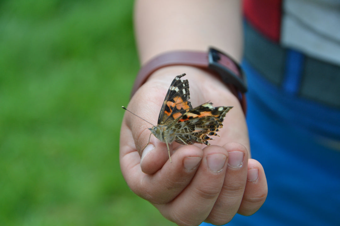 >Insect Lore Life Science & STEM Education – Butterfly Garden Kit